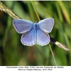 polyommatus icarus male1
